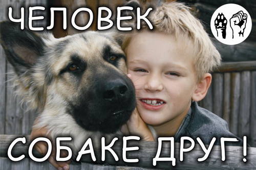 России срочно нужен «Закон о защите животных»!