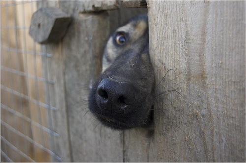 России срочно нужен «Закон о защите животных»!