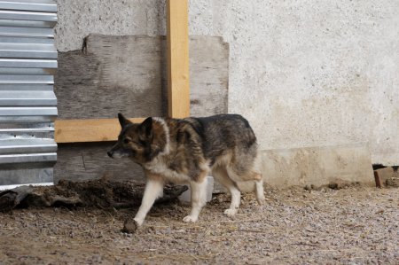 Срочно нужна помощь в отлове Дичков! Иначе собаки погибнут под бульдозерами!!!